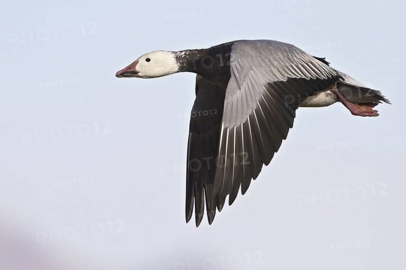 Snow Goose (Anser caerulescens) flying, New Mexico, USA