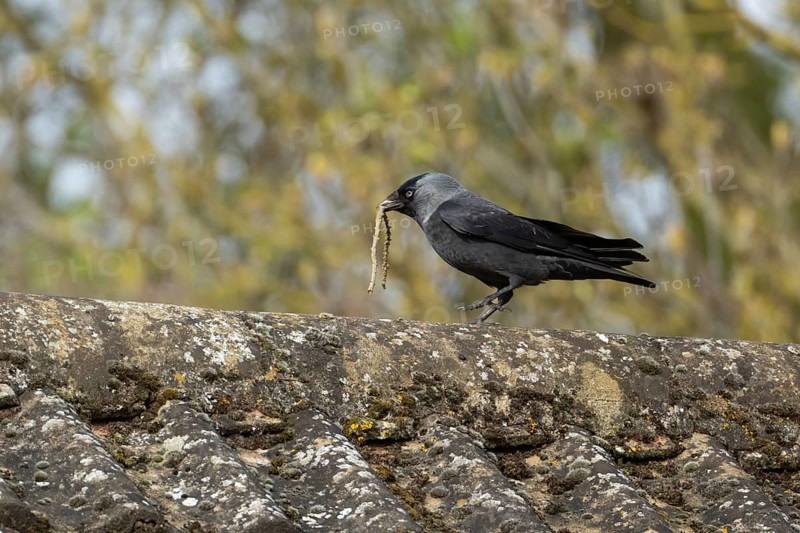 Jackdaw (Corvus monedula) adult corvid bird carrying nesting material in its beak on an urban rooftop in spring, England, United Kingdom