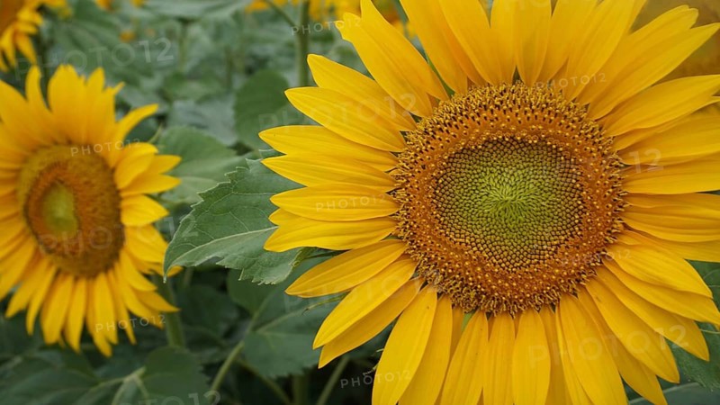Sunflowers (helianthus annuus) in full bloom with clearly visible details of the petals, Austria