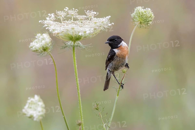 European Stonechat (Saxicola rubicola) male perched on a meadow plant, Poland