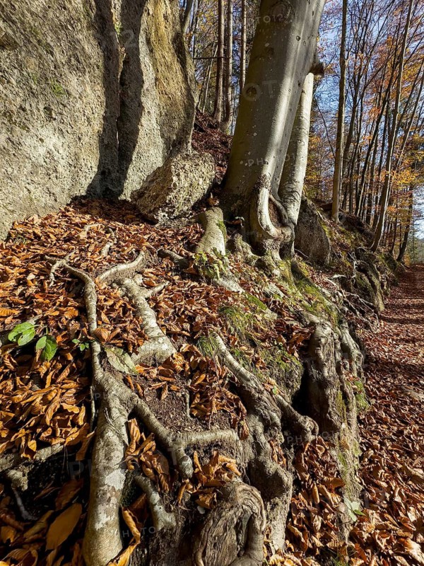 Tree roots, autumn atmosphere at Hechtsee lake near Kufstein, Tyrol, Austria