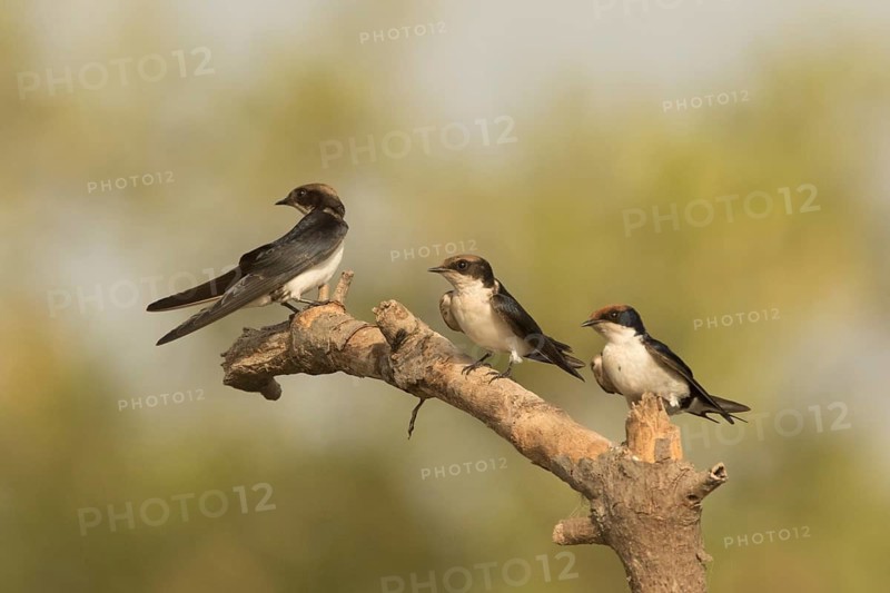 Wire-tailed Swallow (Hirundo smithii), Gambia