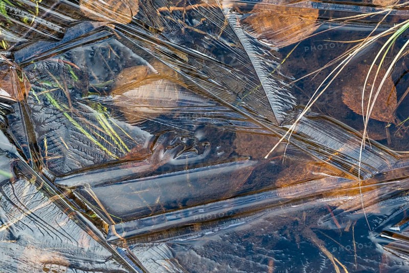 Abstract ice structures, leaves and reeds, Norrbotten, Lapland, Sweden, September 2024