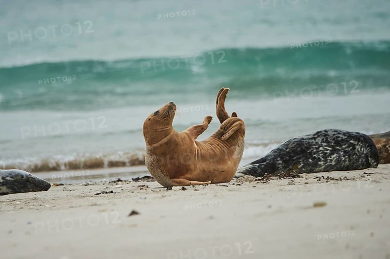 Grey seal (Halichoerus grypus) lying on the beach, Düne, Helgoland, Schleswig-Holstein, Germany