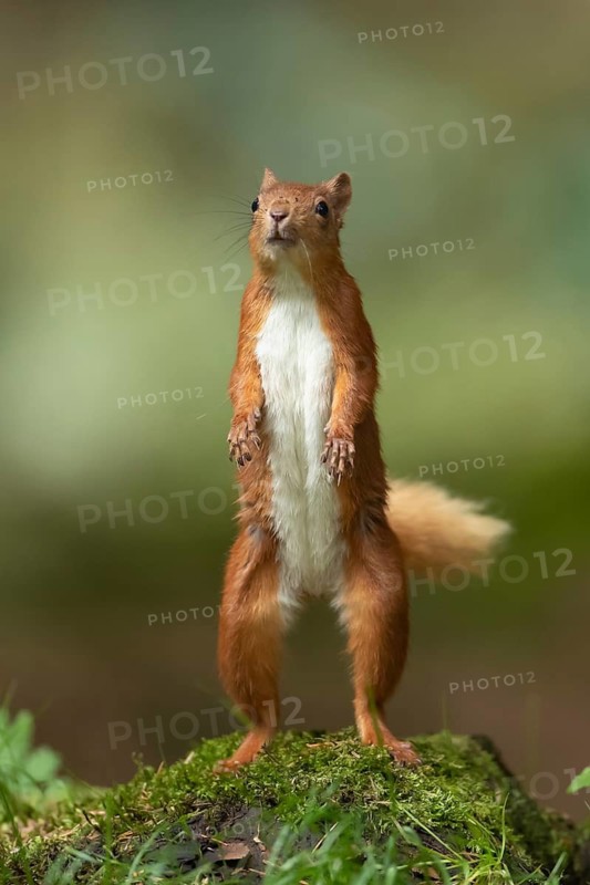 Red squirrel (Sciurus vulgaris) adult animal standing on its back legs being inquisitive looking up, England, United Kingdom