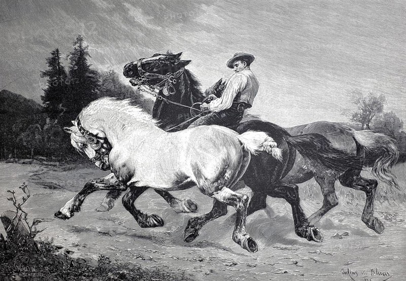 On the ride to the awards ceremony, a farmer brings a horse to a horse exhibition, 1890, illustration, reproduction from a model from the 19th century. Authentic, file restored for optimal use, exact date of submission unknown, Historical, A man drives two horses in a rural setting