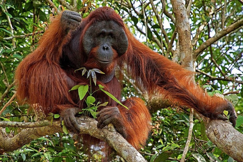 Indonesia - Borneo - Orangutan