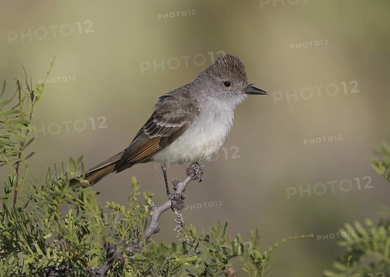 Ash-throated Flycatcher (Myiarchus cinerascens), New Mexico, USA