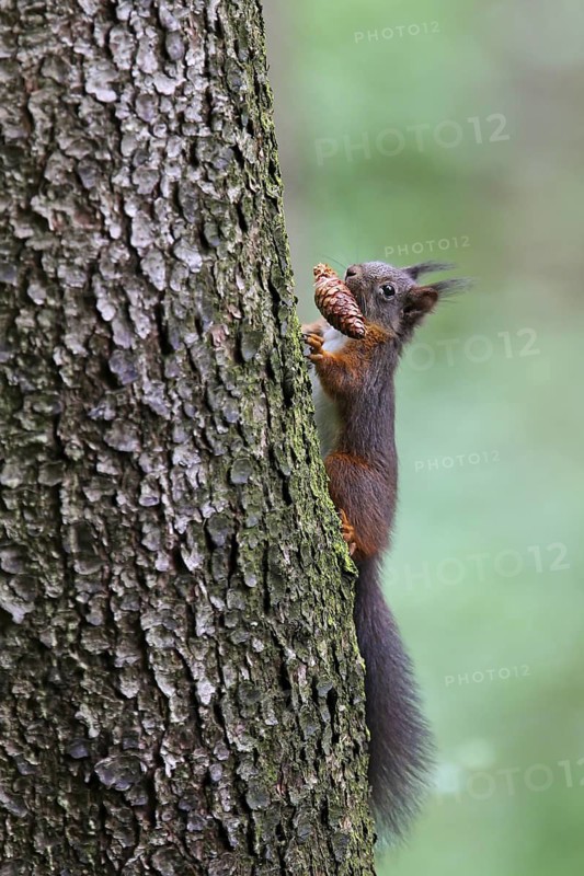 Eichhörnchen (Sciurus vulgaris) klettert an Baumstamm mit Tannzapfen im Maul, Bayern, Deutschland
