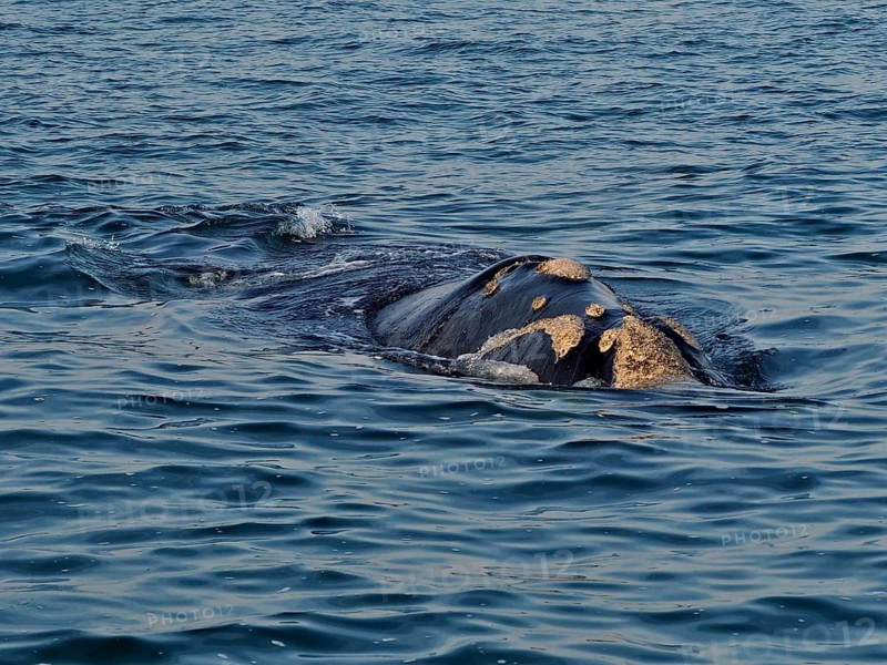 Southern right whale (Eubalaena australis)