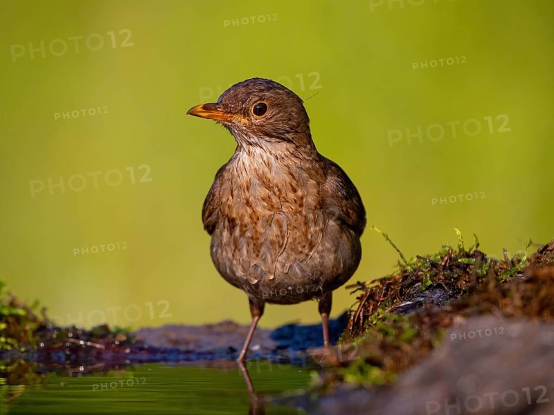 Blackbird (Turdus merula), one, individual, biotope, habitat, perch, water body, garden, Neuhofen, Rhineland-Palatinate, Federal Republic of Germany