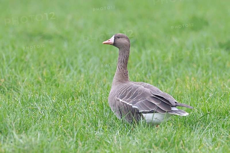 White-fronted goose (Anser albifrons), standing in a meadow in the wintering area, wildlife, Bislicher Insel nature reserve, Xanten, Lower Rhine, North Rhine-Westphalia, Germany