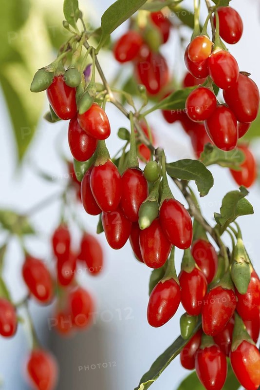 Goji berry (Lycium barbarum SWEET LIFEBERRY ®), Germany