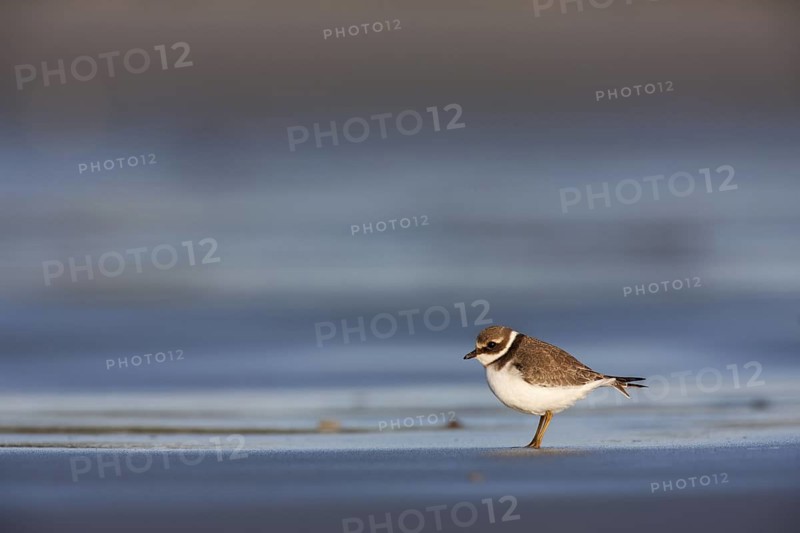Common Ringed Plover (Charadrius hiaticula), Schleswig-Holstein, Germany