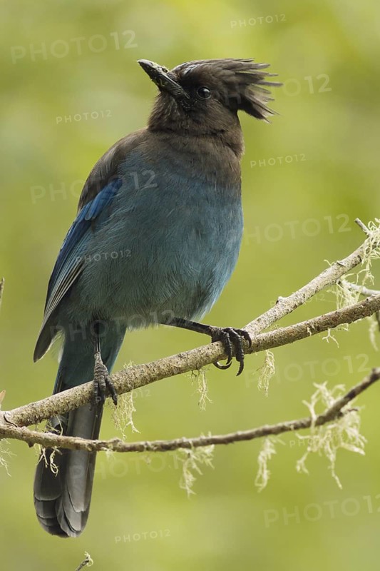 A Steller's Jay (Cyanocitta stelleri) perched on a twig draped with lichens in a forest in Santa Cruz California