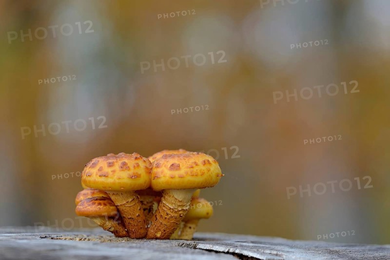 Goldfell-Schüppling (Pholiota aurivella) in autumn forest, Arnsberg Forest nature park Park, North Rhine-Westphalia, Germany