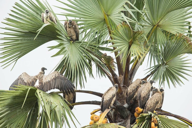 White-backed Vulture (Gyps africanus), Uganda