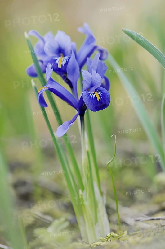 Net-leaved iris or net iris (Iridodyctium reticulata, Iridodictyum reticulatum), flower, ornamental plant, North Rhine-Westphalia, Germany
