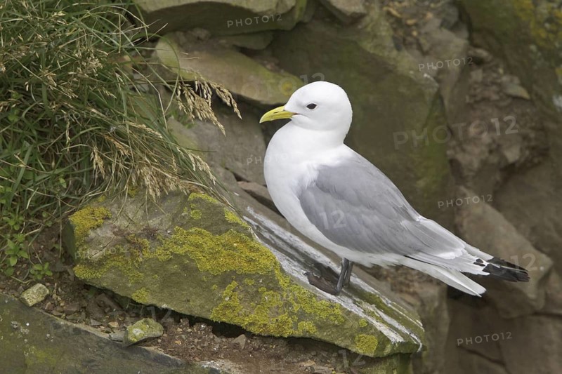 Black-legged Kittiwake (Rissa tridactyla), Newfoundland, Canada