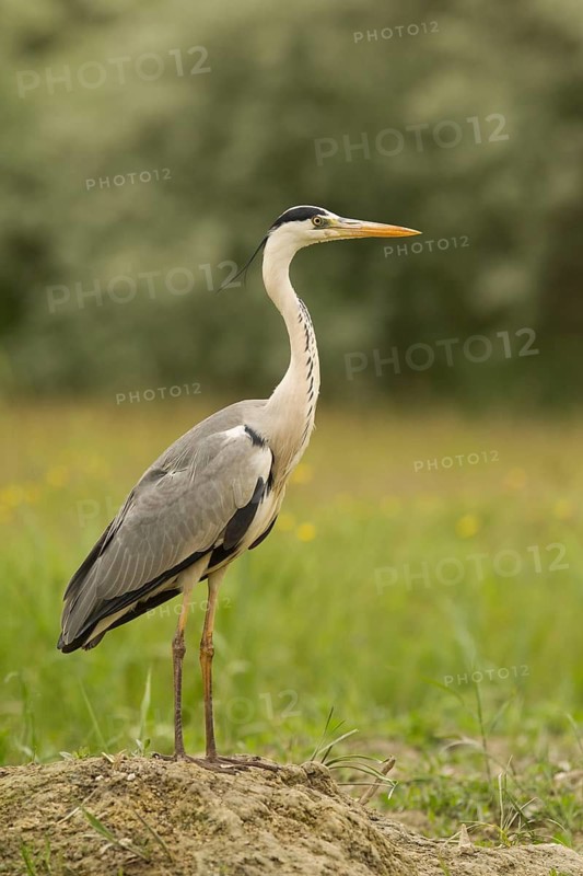 Grey Heron (Ardea cinerea), Serbia