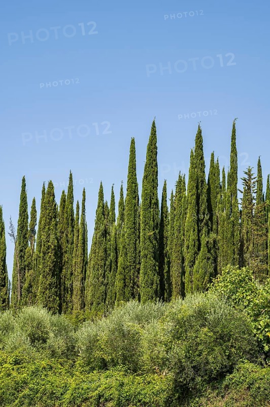Cypress trees growing in the tuscan landscape, Chianti Region, Tuscany, Italy