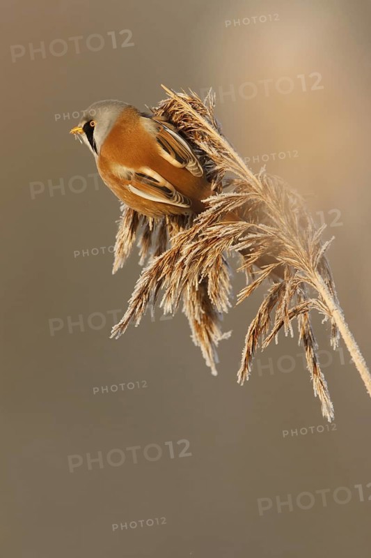 Bearded Reedling (Panurus biarmicus) male, Utrecht, Netherlands