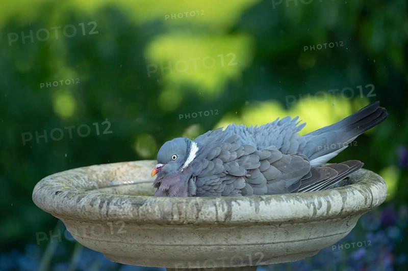 Wood pigeon (Columba palumbus) adult garden bird bathing in a bird bath in summer, England, United Kingdom