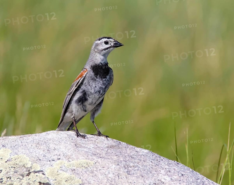A male McCown's Longspur, Rhynchophanes mccownii, perched on a rock at Grasslands National Park, Canada