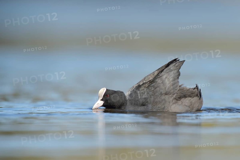 Eurasian Coot (Fulica atra), North Rhine-Westphalia, Germany