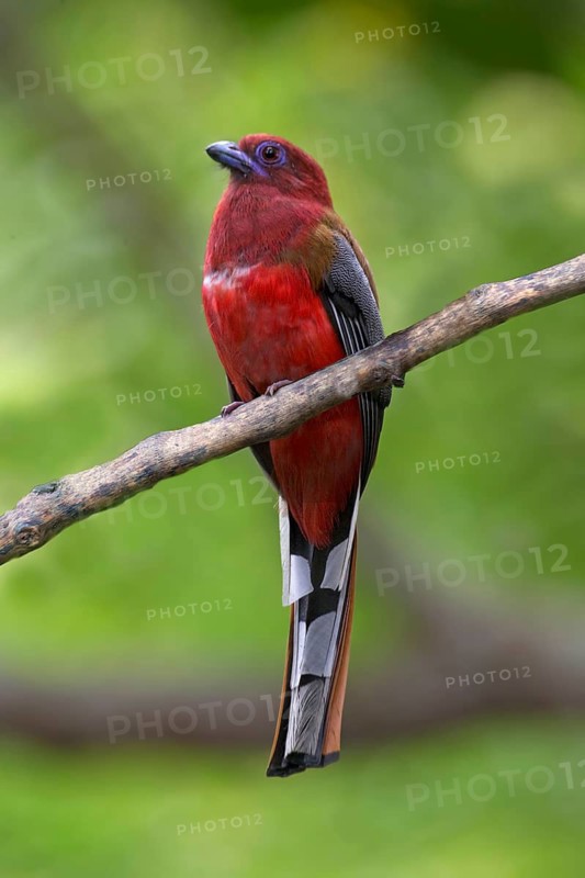 Red-headed Trogon (Harpactes erythrocephalus) male perched on a branch, Pahang, Malaysia