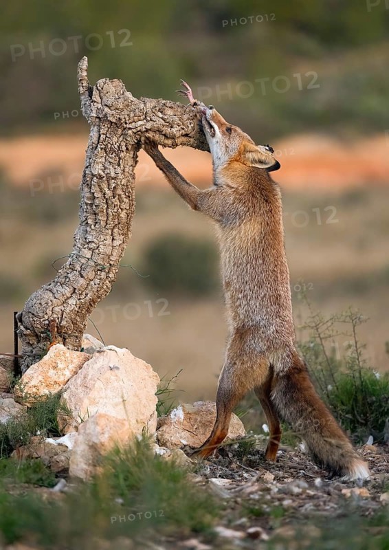 A red fox standing on hind legs, reaching up to retrieve prey from a tree stump in a rugged field, showcasing its agility and resourcefulness in the wild
