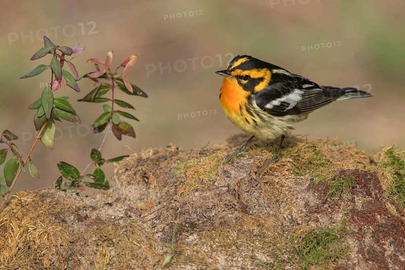 Blackburnian Warbler (Setophaga fusca) male perched on the ground, Texas, USA