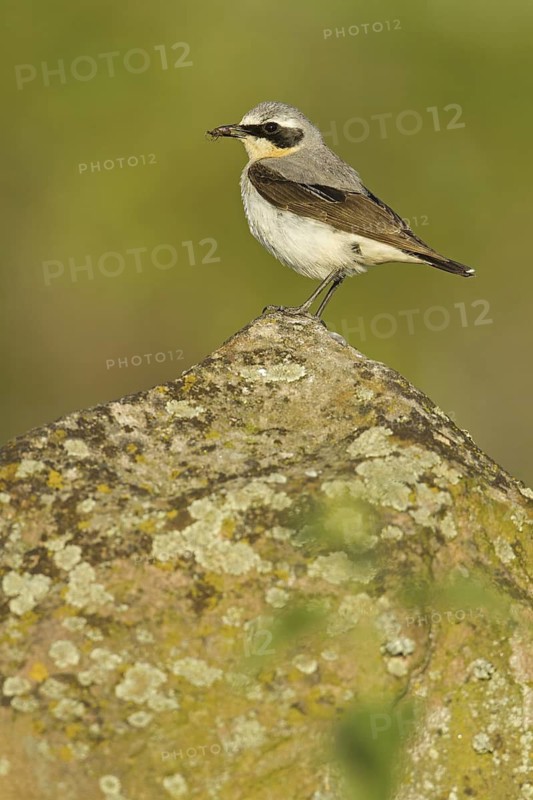 Northern Wheatear (Oenanthe oenanthe) male, Rhineland-Palatinate, Germany