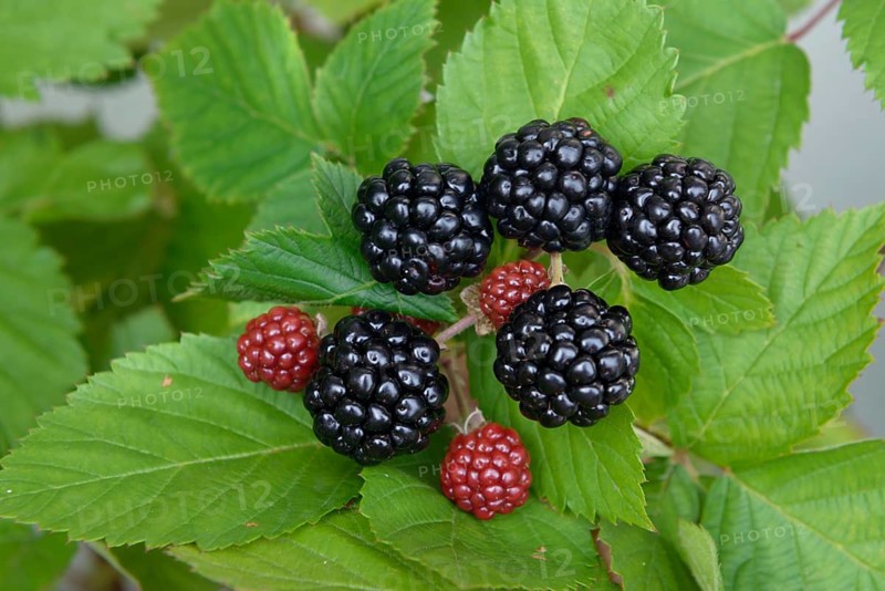 Spikeless blackberry (Rubus fruticosus 'Asterina'),  Germany
