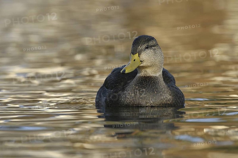 American Black Duck (Anas rubripes), Ohio, USA