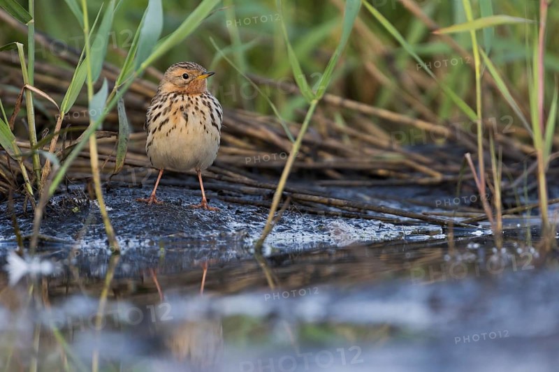 Red-throated Pipit - Rotkehlpieper - Anthus cervinus, Russia
