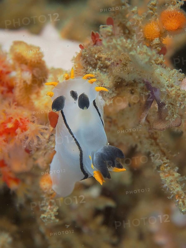 Double-crowned cornet snail (Polycera capensis)