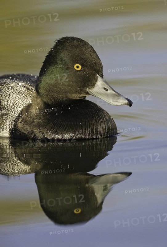 Lesser Scaup (Aythya affinis) male, Arizona, USA