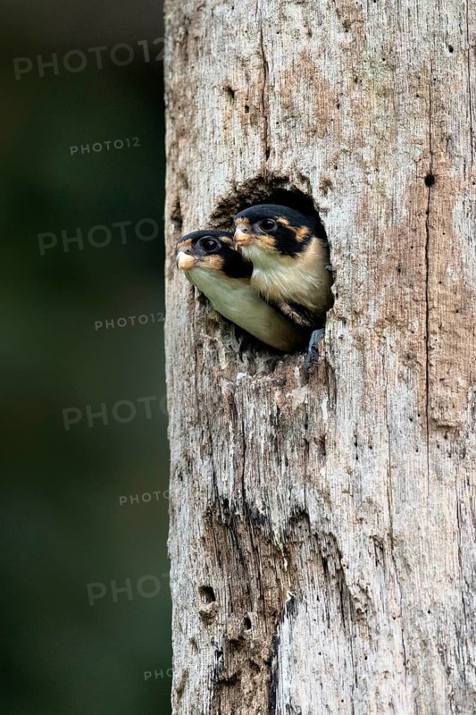 Black-thighed Falconet (Microhierax fringillarius) juveniles peering out from nesting hole, Selangor, Malaysia