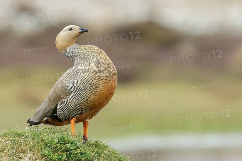 Ruddy-headed Goose (Chloephaga rubidiceps) feeding along the shoreline in the Falkland Islands