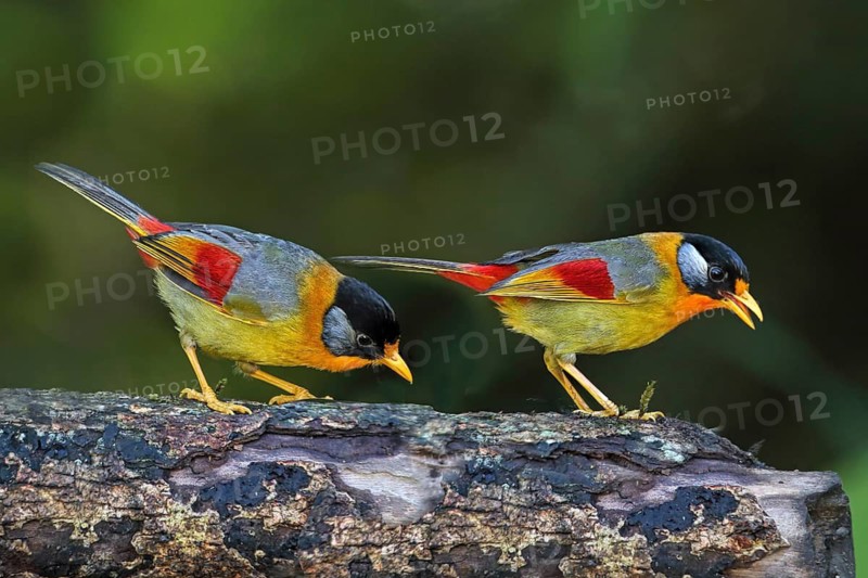 Silver-eared Mesia (Leiothrix argentauris) pair, Malaysia