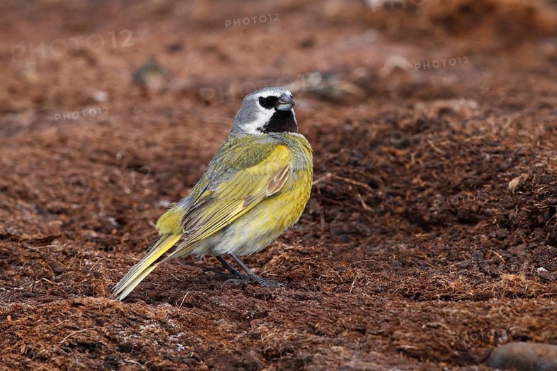 White-bridled Finch (Melanodera melanodera) male, Falkland Islands