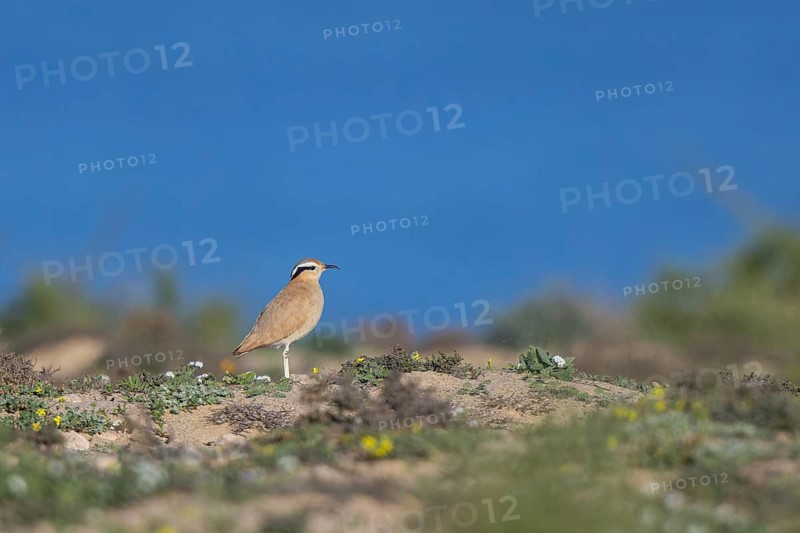 Cream-colored Courser (Cursorius cursor) perched on the ground, Fuerteventura, Spain