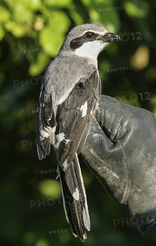 Southern Grey Shrike (Lanius meridionalis) ringing, Valencia, Spain