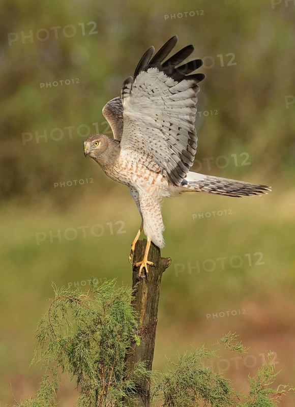Northern Harrier (Circus hudsonius) perched on a stump, Texas, USA