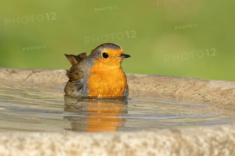 European robin (Erithacus rubecula) adult bird bathing in water in a garden bird bath, Suffolk, England, United Kingdom