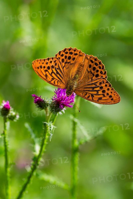 Silver-washed fritillary (Argynnis paphia), adult butterfly feeding on a thistle flowers, Hesse, Germany