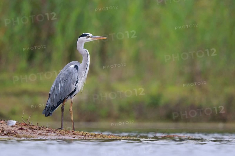 Grey Heron (Ardea cinerea), North Rhine-Westphalia, Germany