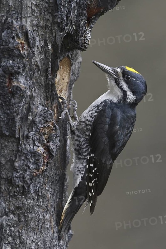 Black-backed Woodpecker (Picoides arcticus) male, Manitoba, Canada