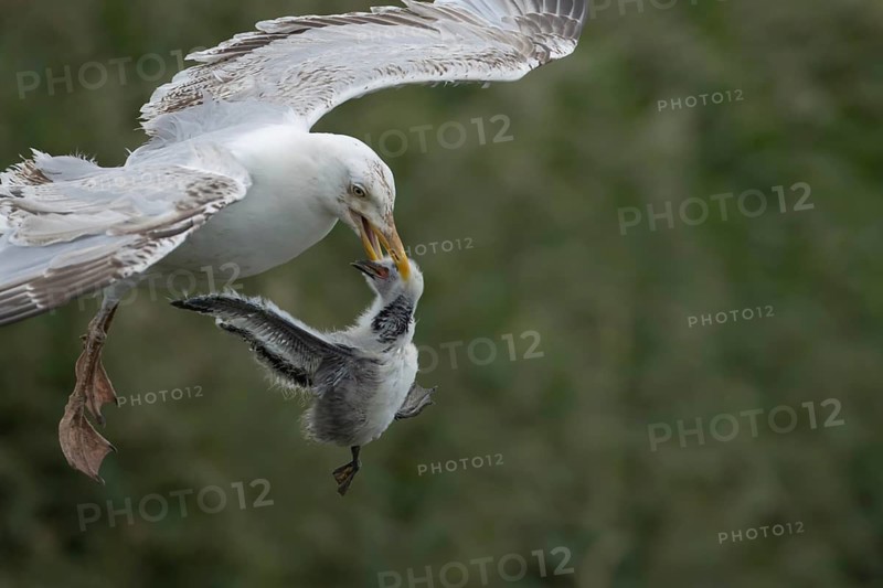Herring gull (Larus argentatus) adult seagull bird with a Kittiwake (Rissa tridactyla) juvenile baby bird in its beak for food, RSPB Bempton cliffs nature reserve, Yorkshire, England, United Kingdom